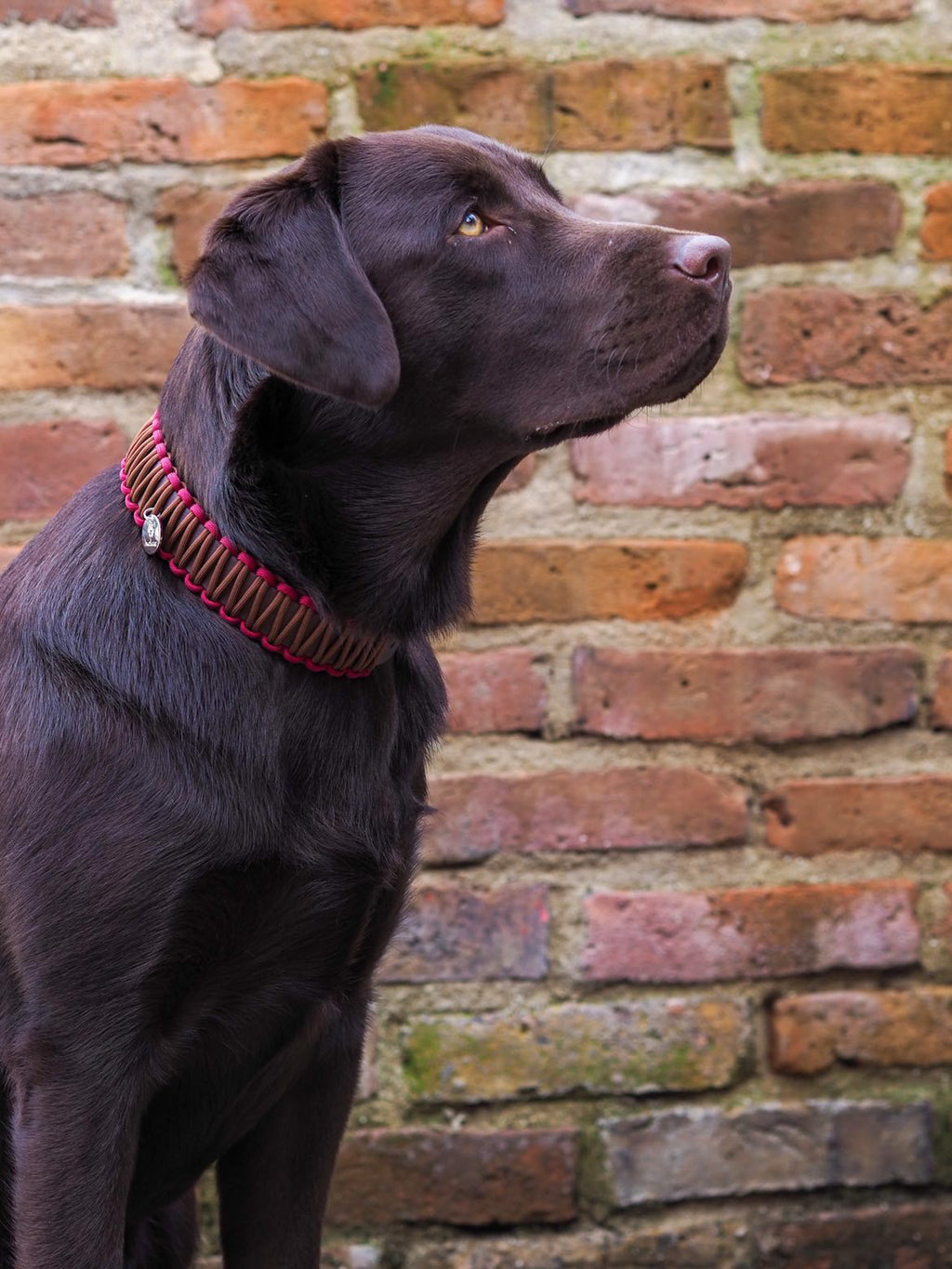 Partnerkollektion - BioThane® / Paracord Halsband - "Klaus"