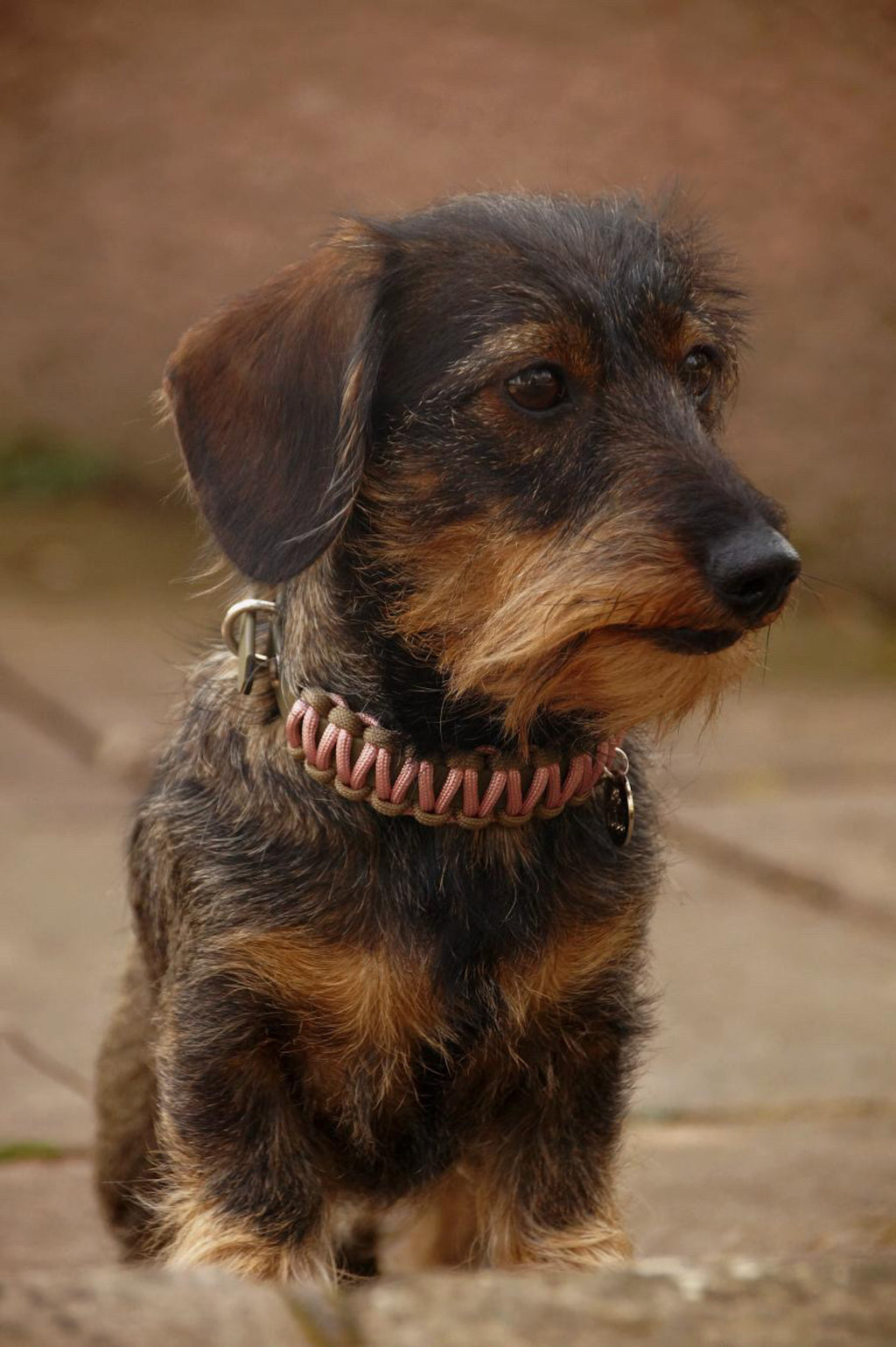 Partnerkollektion - BioThane® / Paracord Halsband - "Cora"