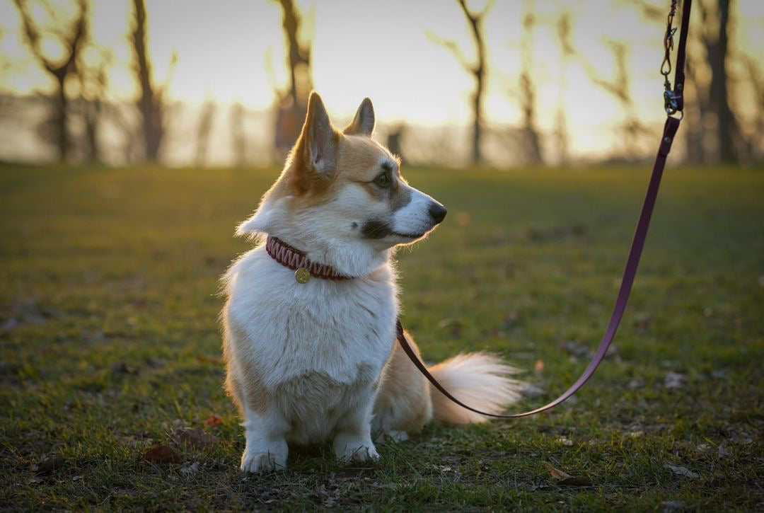 Partnerkollektion - BioThane® / Paracord Halsband - "Elli"