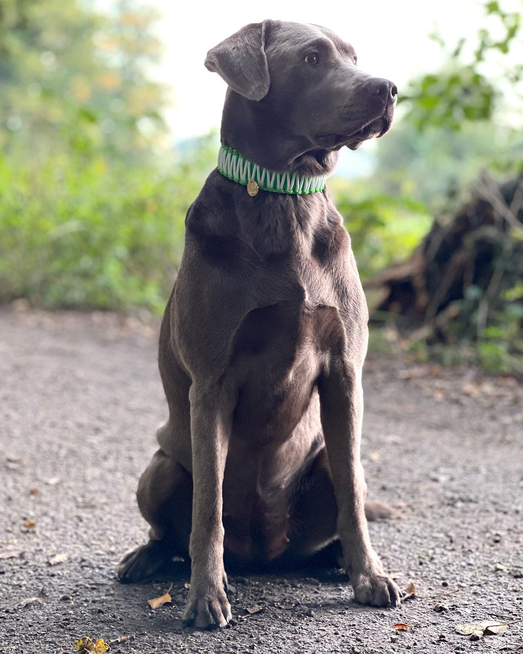 BioThane® / Paracord Halsband - "NEON GRÜN"