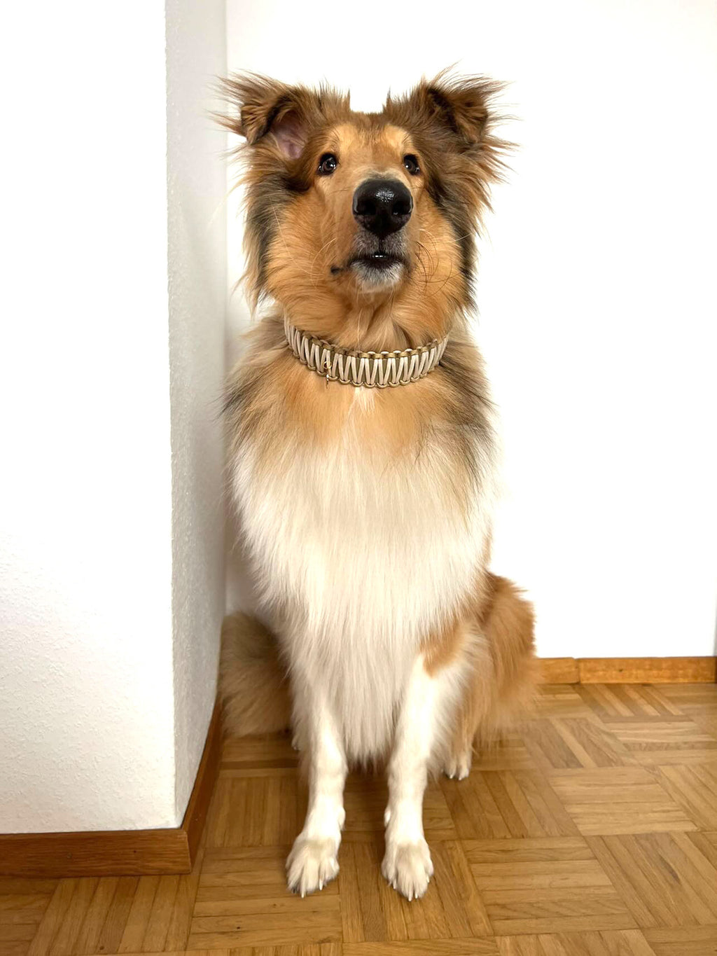 Partnerkollektion - BioThane® / Paracord Halsband - "Mio"