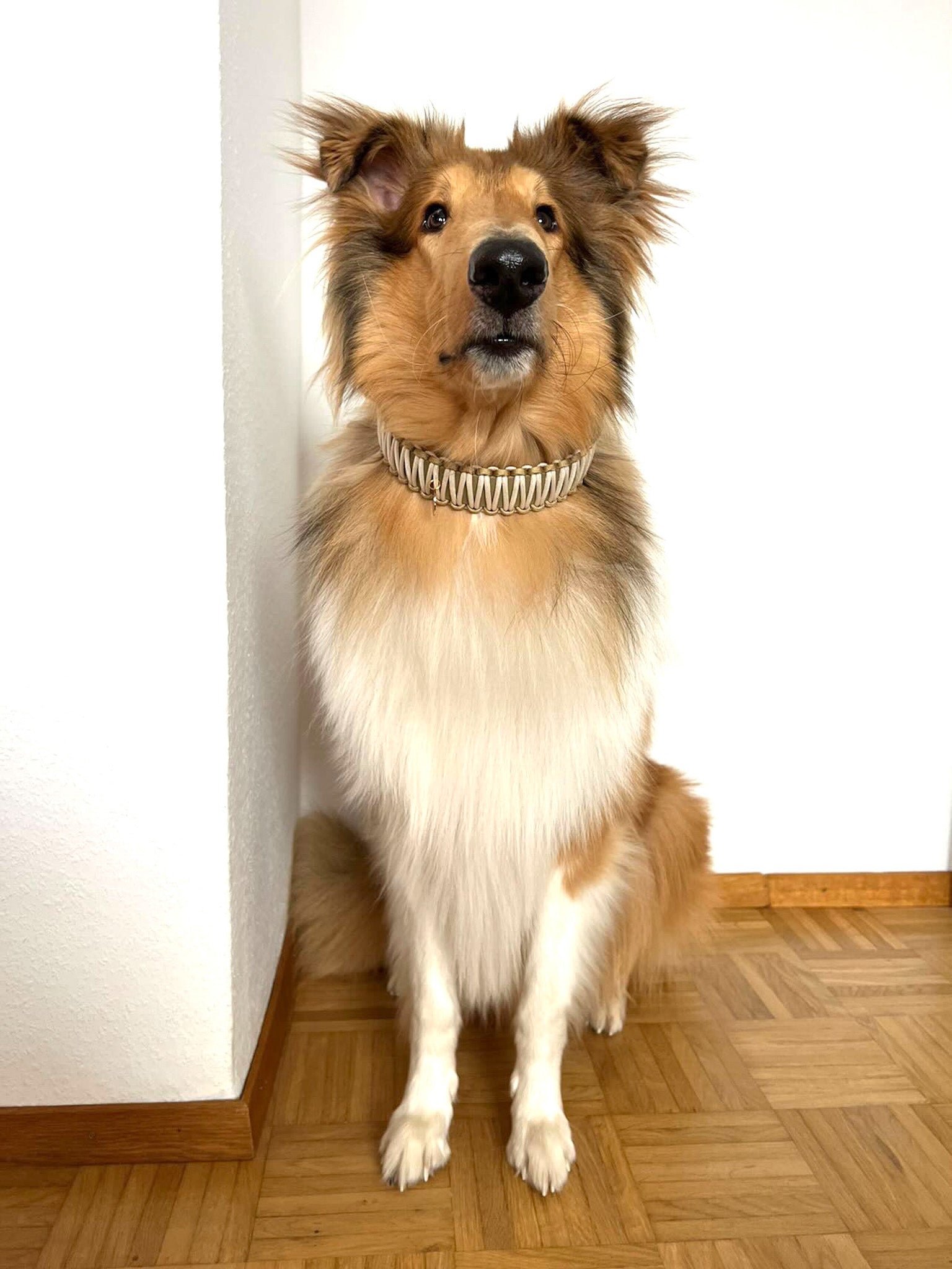 Partnerkollektion - BioThane® / Paracord Halsband - "Mio"