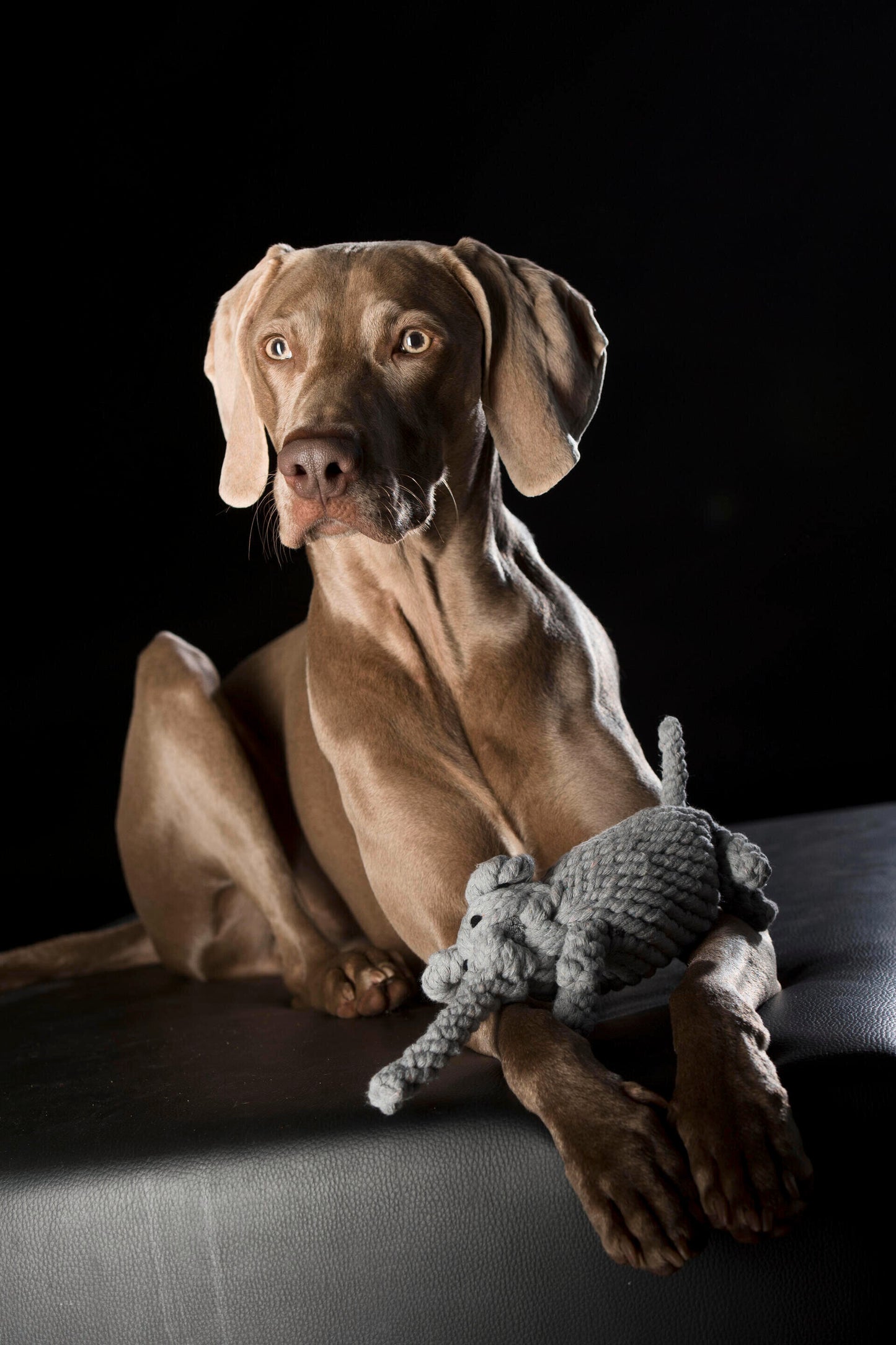 LABONI ELTON ELEFANT KULT-SPIELZEUG FÜR HUNDE - 33 x 8 x 10 cm - grau