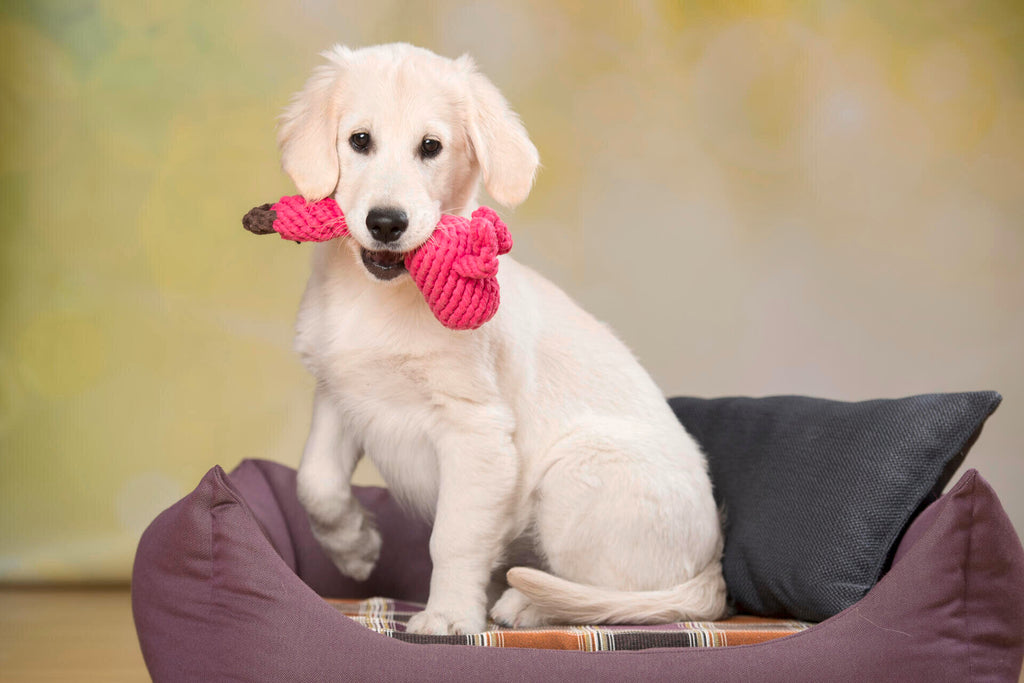 LABONI FRANZI FLAMINGO KULT-SPIELZEUG FÜR HUNDE - 22 x 7 x 10 cm - pink