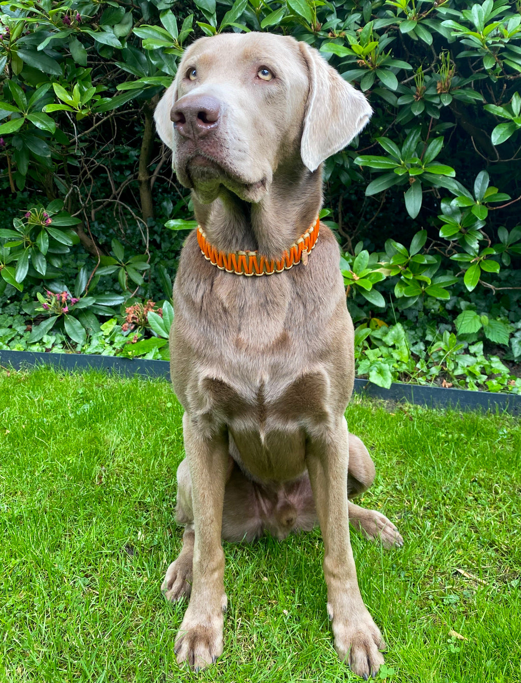 BioThane® / Paracord Halsband - "Karl"