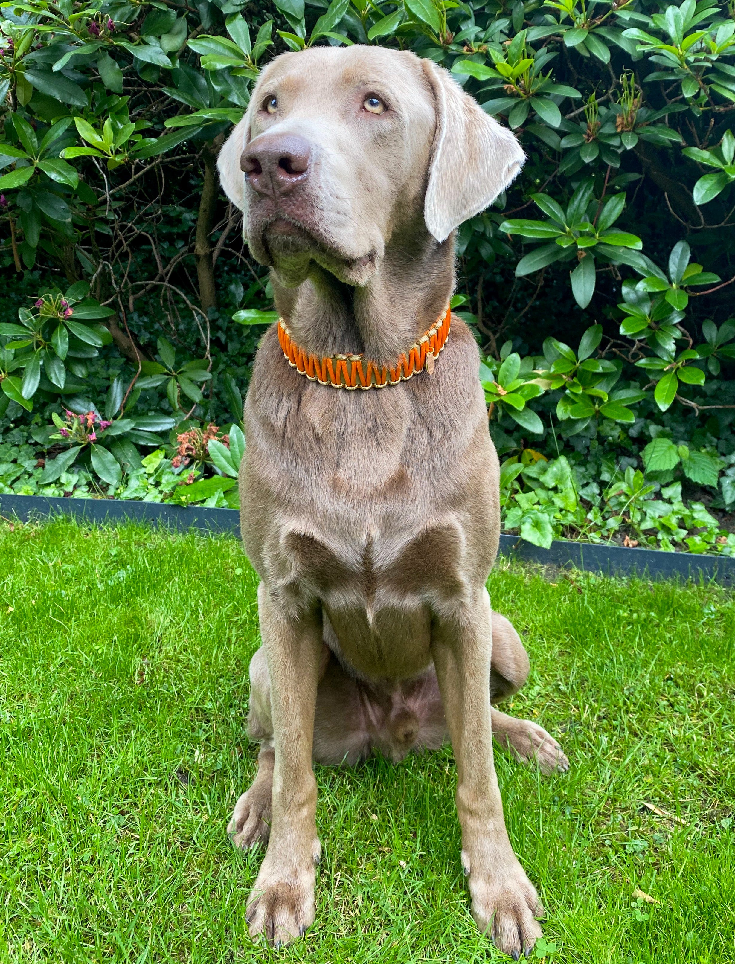 BioThane® / Paracord Halsband - "Karl"