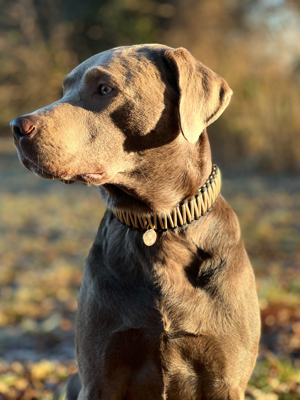 BioThane® / Paracord Halsband - "Glamour"