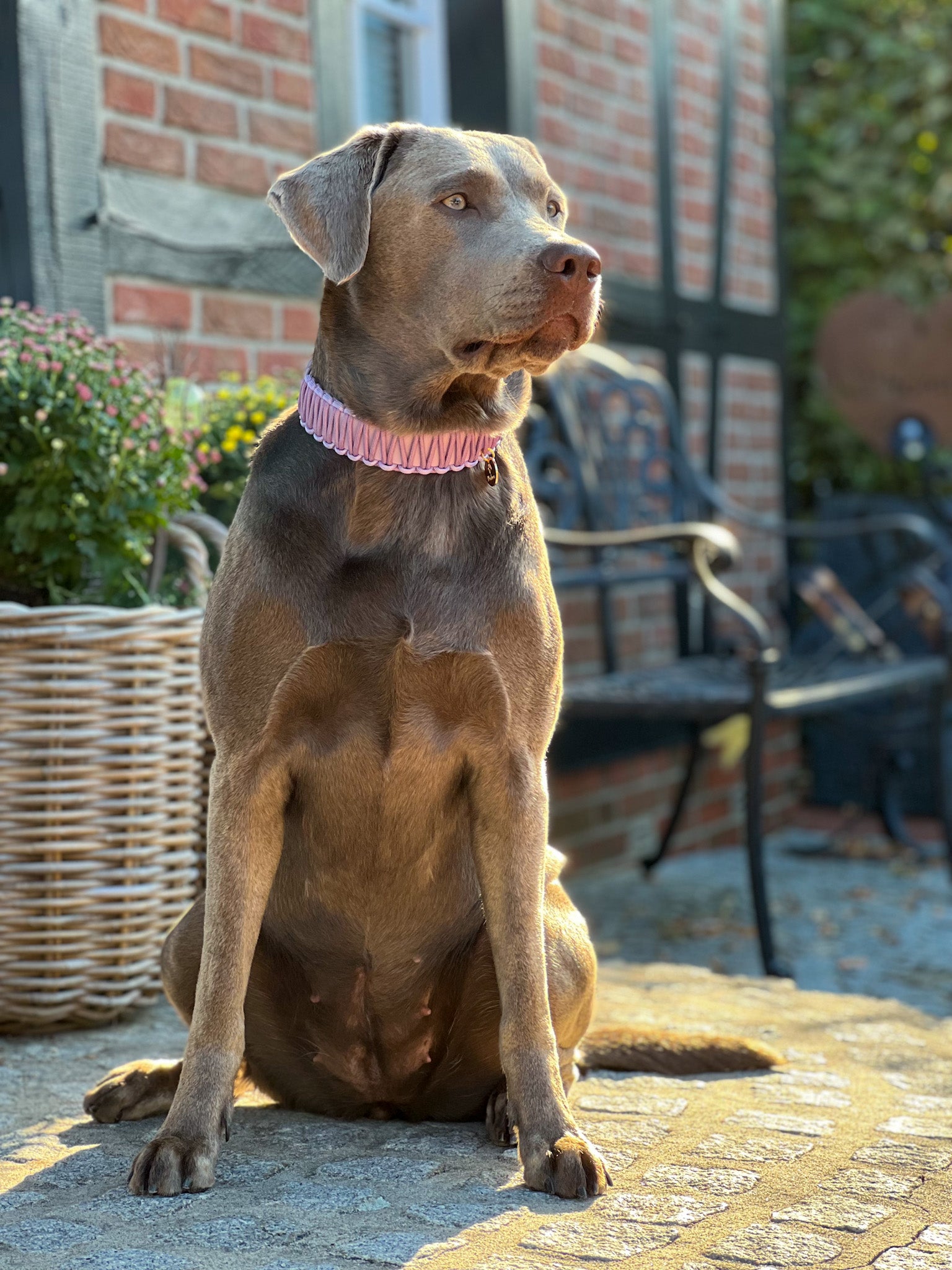 BioThane® / Paracord Halsband - "Wilma"