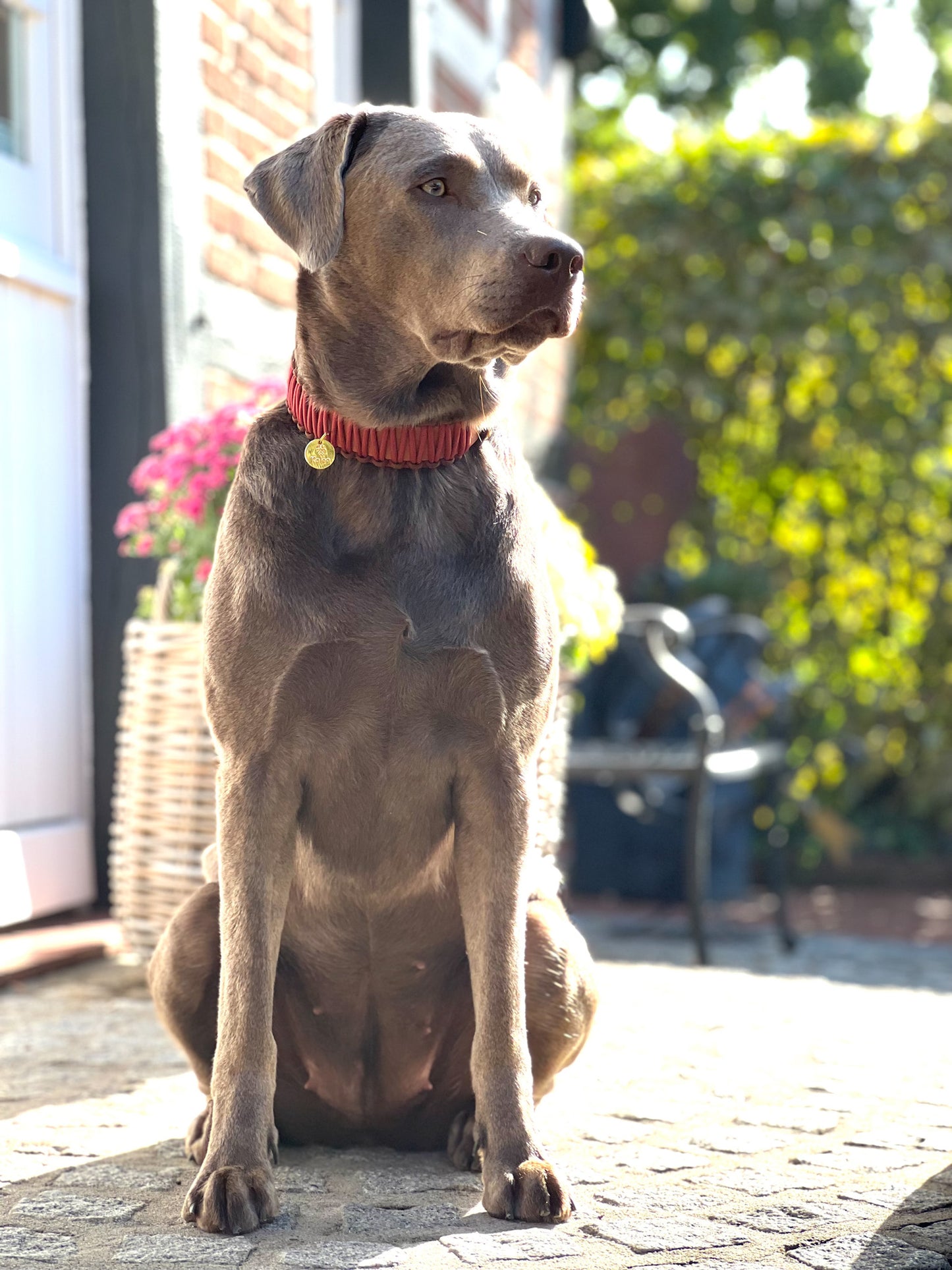 BioThane® / Paracord Halsband - "Anton"