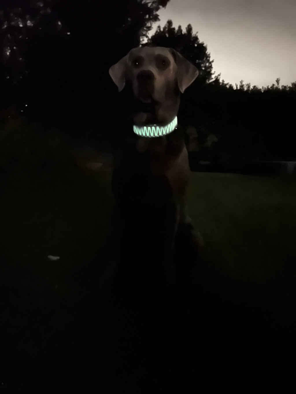 BioThane® / Paracord Halsband - "NEON GRÜN"