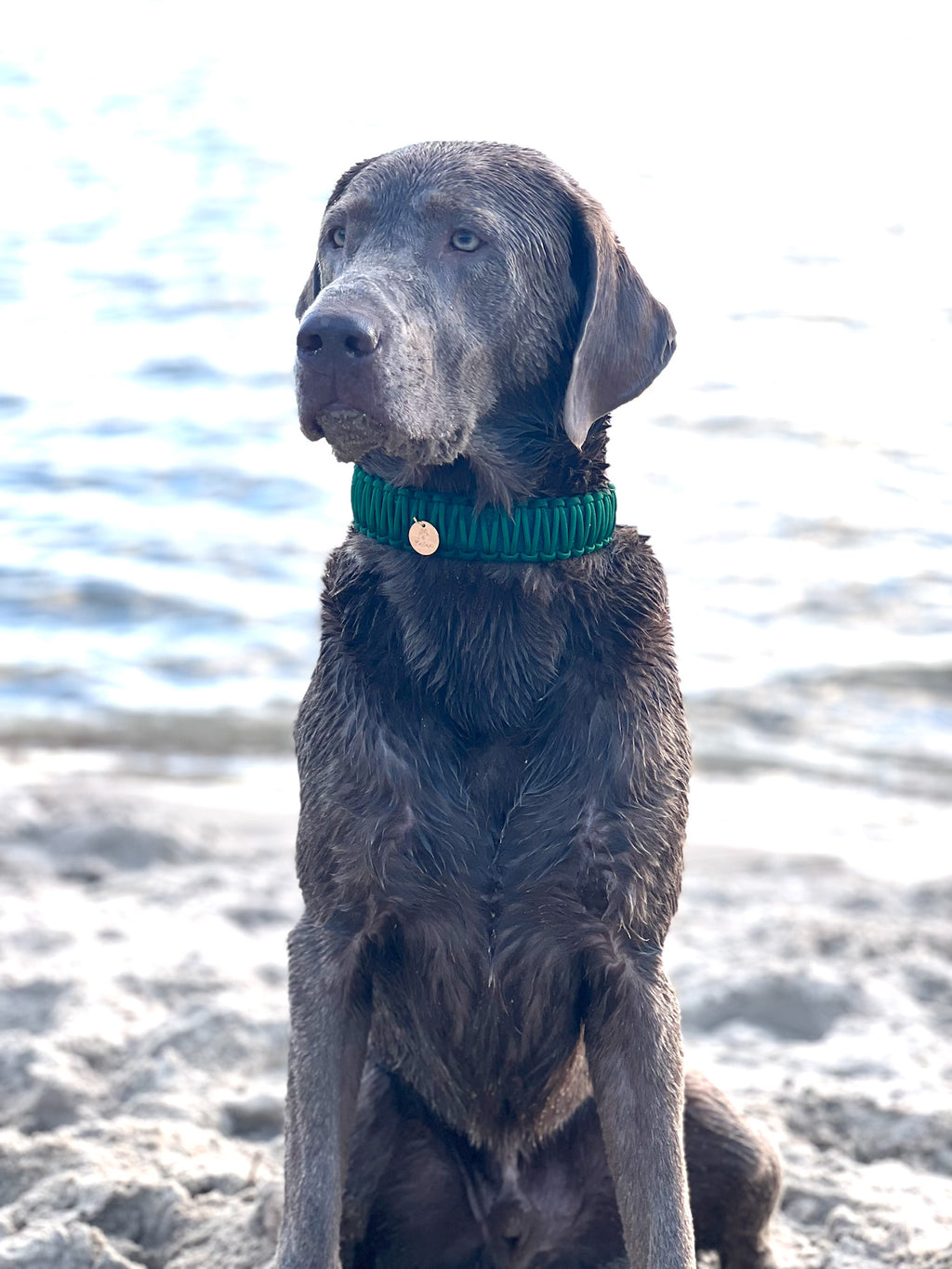 BioThane® / Paracord Halsband - "HANSEATIC-GRÜN"