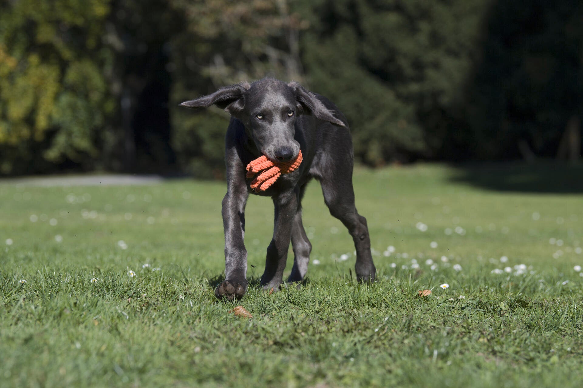LABONI KRISTOF KRABBE KULT-SPIELZEUG FÜR HUNDE - 15 x 12 x 5 cm - orange