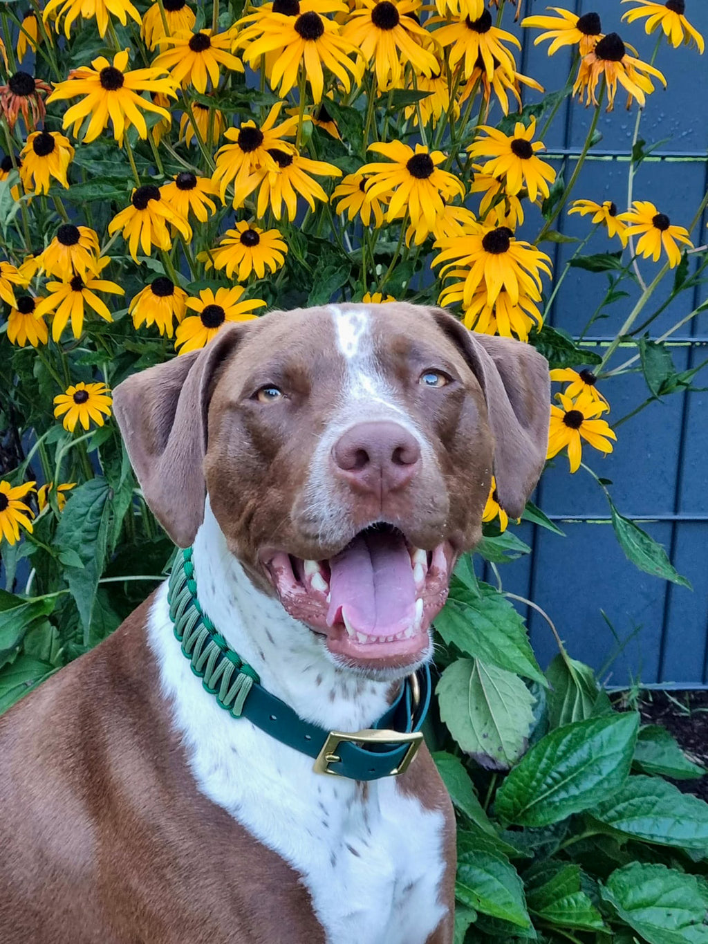 BioThane® / Paracord Halsband - "Theo"